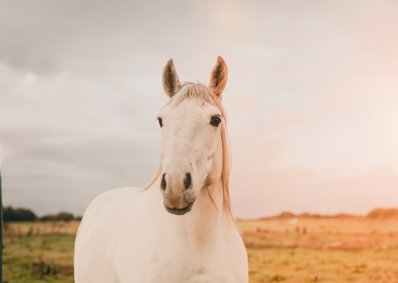 Paardencoaching
